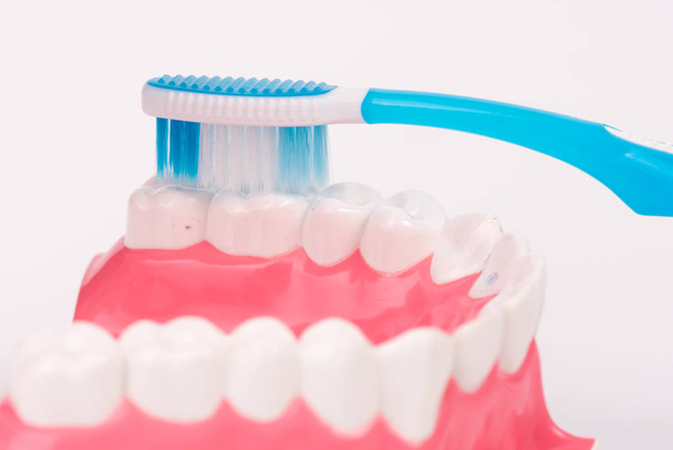 зубна модель або стоматологічна модель з зубною щіткою
 - Фото, зображення