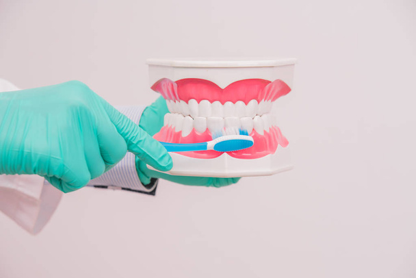 οδοντίατρος που κατέχει οδοντιατρικό μοντέλο ή μοντέλο δοντιού με οδοντόβουρτσα για  - Φωτογραφία, εικόνα