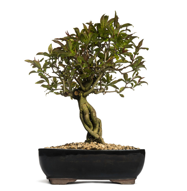 Granaattiomena bonsai puu, Punica granatum, eristetty valkoisella
 - Valokuva, kuva