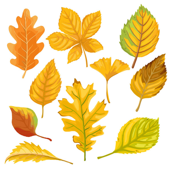 podzimní barva ponechává izolaci na bílém pozadí. vektor znázorňující - Vektor, obrázek
