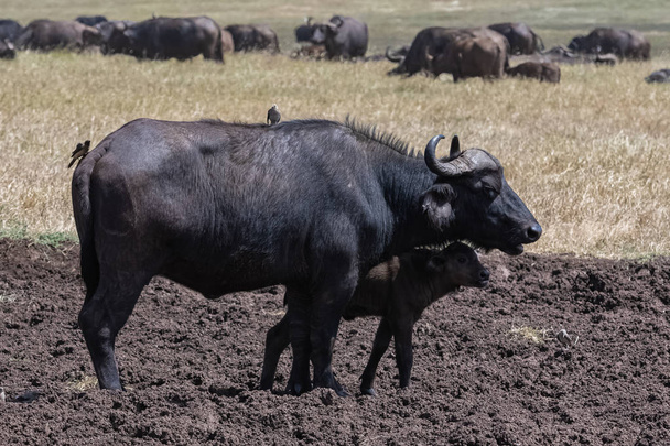 buffalos, the mother and its baby in Tanzania, with birds that eat parasites on the skin of the buffalo - Photo, Image