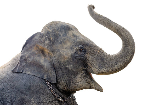 Азіатський слон показує Ліфт (proboscis) на білому задній - Фото, зображення