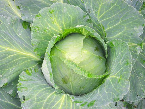Big cabbage in the garden. - Photo, Image
