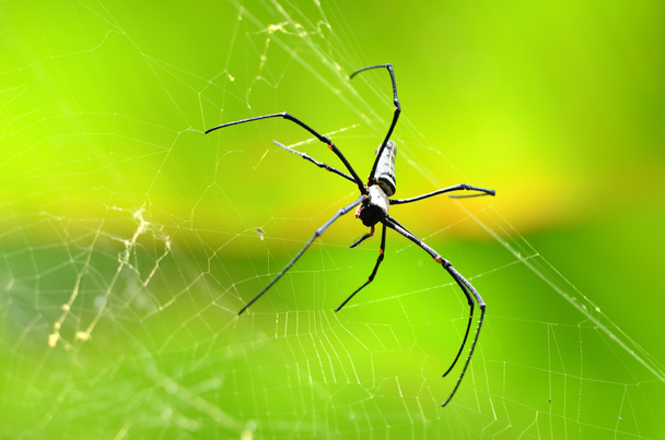 Olbrzymi złoty Kula tkacz pająk - Zdjęcie, obraz