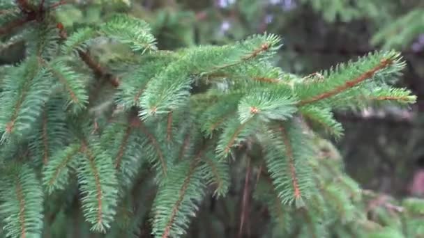 Succulent spruce green branches swaying in the wind on a summer day. Great background for holiday content. - Séquence, vidéo