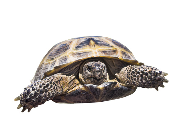 Aislamiento de tortuga
 - Foto, imagen