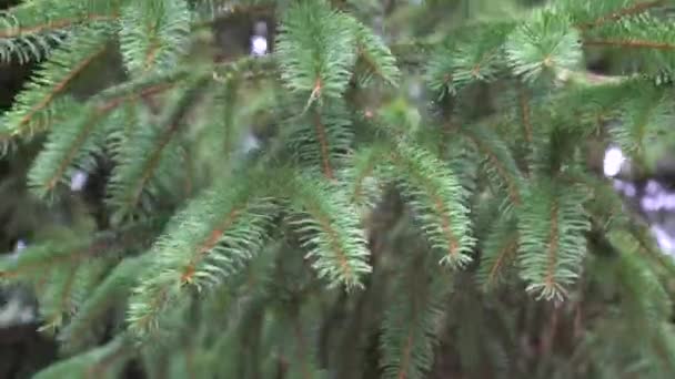 Zamatos Spruce zöld ágak imbolygott a szél egy nyári napon. Nagyszerű háttér a nyaralási tartalomhoz. - Felvétel, videó