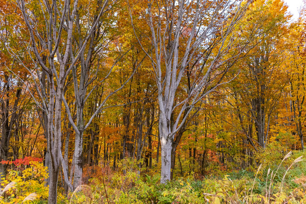 Красочные деревья в лесу. Осенний пейзаж листвы, полный великолепных цветов в красном, оранжевом и золотом цветах листвы
 - Фото, изображение