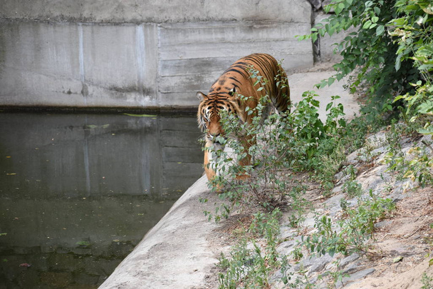 Der Tiger liegt imposant auf smaragdgrünem Gras und ruht, Schöne mächtige Tigerkatze Amur Tiger auf dem Hintergrund sommergrünen Grases und Steinen. - Foto, Bild