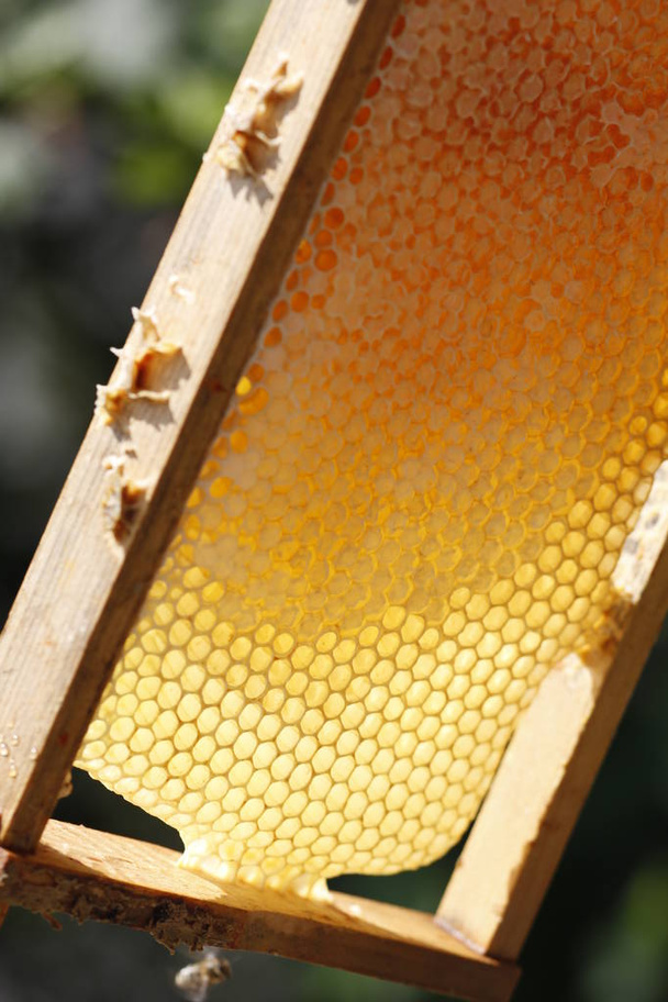 Miel de primavera natural y panal en detalle
 - Foto, Imagen