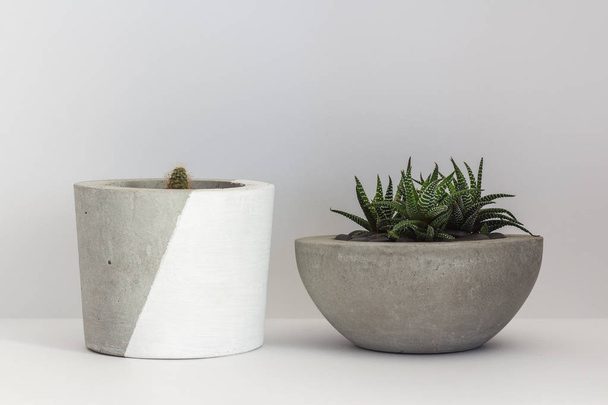 Two cactus in cement pots on an isolated white - Foto, immagini