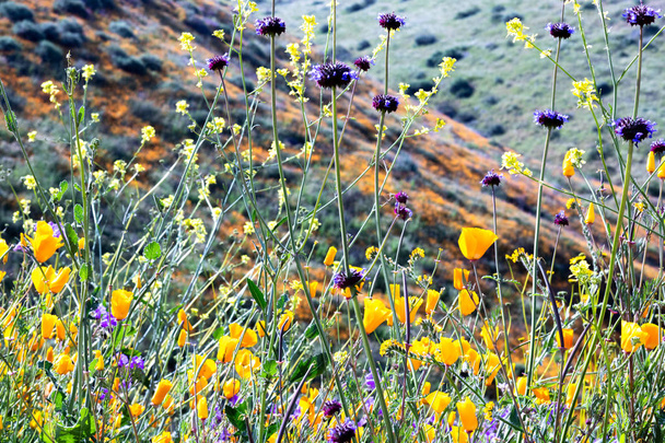 Naranja brillante vibrante vívidas amapolas doradas de California, plantas nativas de primavera estacional, primer plano de flores silvestres púrpuras y amarillas en flor
 - Foto, Imagen