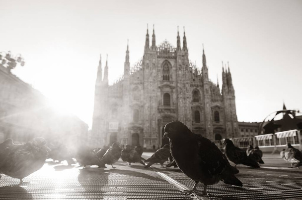 Paloma Plaza de la Catedral de Milán
 - Foto, imagen