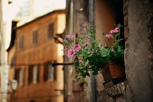 Siena street view - Fotografie, Obrázek