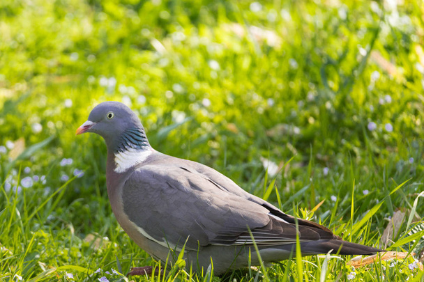  colombe marche sur l'herbe verte
 - Photo, image