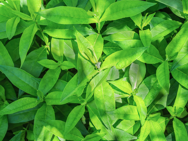 foglie verdi - Foto, immagini