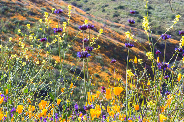 leuchtend orange lebendige lebendige goldene kalifornische Mohnblumen, saisonale einheimische Frühjahrspflanzen, in Großaufnahme blühende lila und gelbe Wildblumen - Foto, Bild