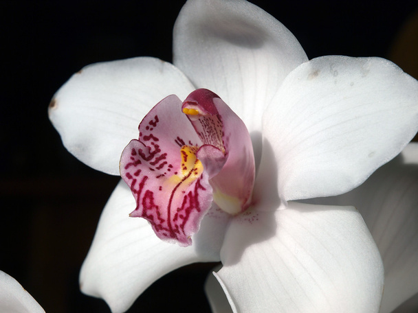 weiße Orchidee-Phalaenopsis - Foto, Bild