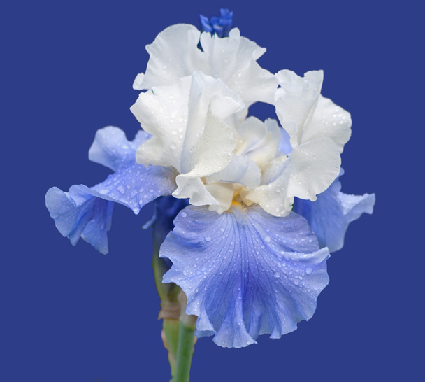 modré a bílé iris izolovaných na modré - Fotografie, Obrázek