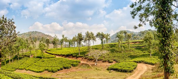 piantagioni di tè
 - Foto, immagini