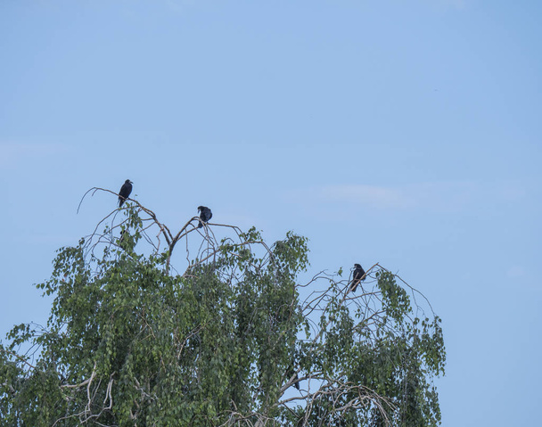 group of black birds, the Rook Corvus frugilegus sits on a birch tree branch against the blue sky, copy space - Photo, Image