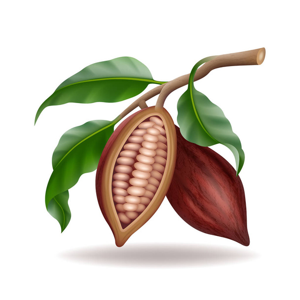 Cacao crudo e secco realistico te baccelli, fagioli e rami con foglia verde
 - Vettoriali, immagini