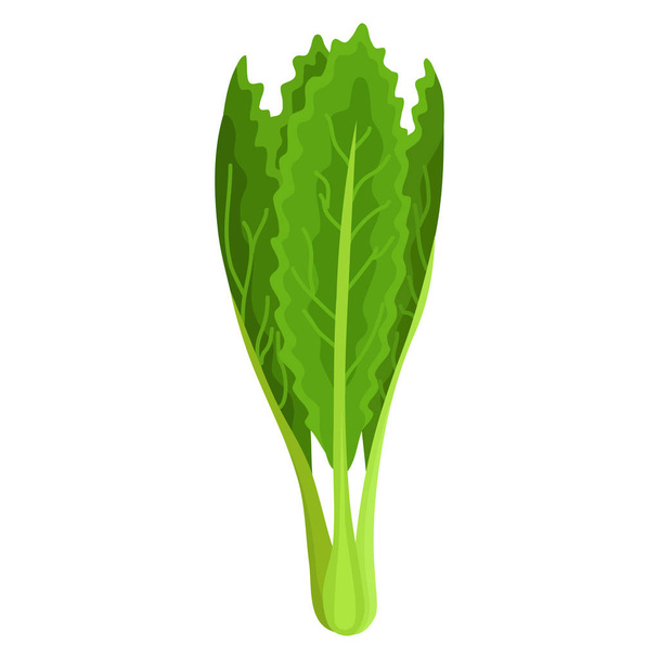 Vihreä tuore salaatti vihannes ja yrtti, orgaaninen kasvisruoka, vektorikuva eristetty valkoisella taustalla
. - Vektori, kuva