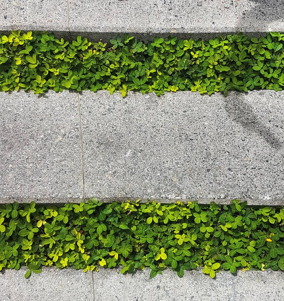 лестница с зеленым садом
 - Фото, изображение