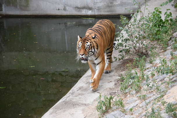 el tigre yace imponente en la hierba esmeralda y descansa, hermoso tigre grande poderoso gato Amur tigre en el fondo de la hierba verde de verano y piedras. - Foto, imagen