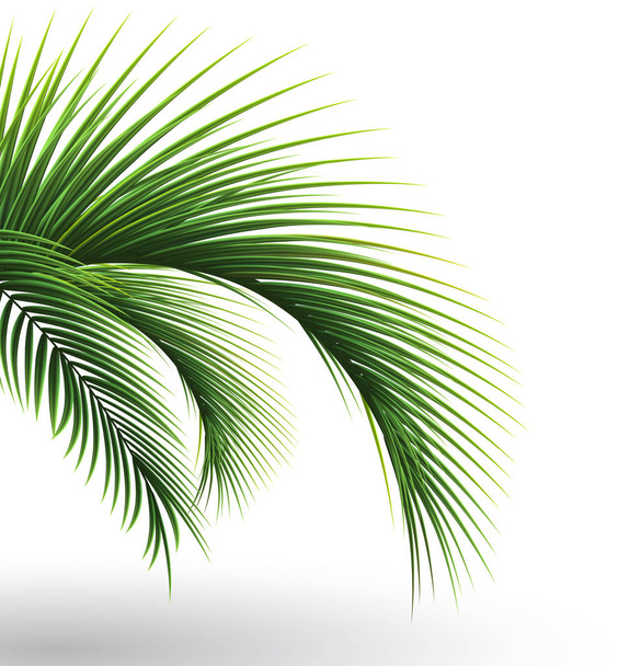 Palm leaves. Green leaf of palm tree on transparent background. Floral background. - Vector, Image