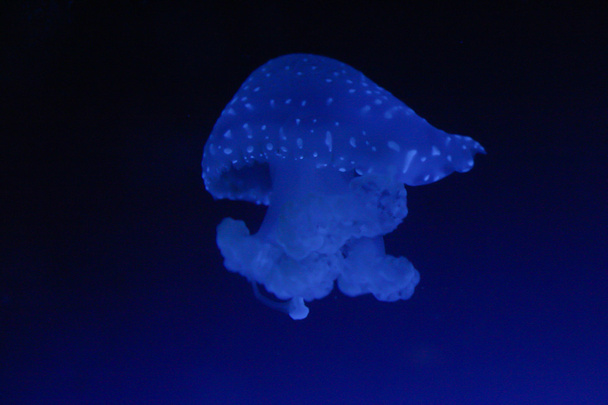 Jellyfish - Fotoğraf, Görsel