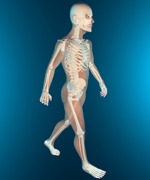 Röntgenbild des menschlichen Körpers und Skeletts - Foto, Bild