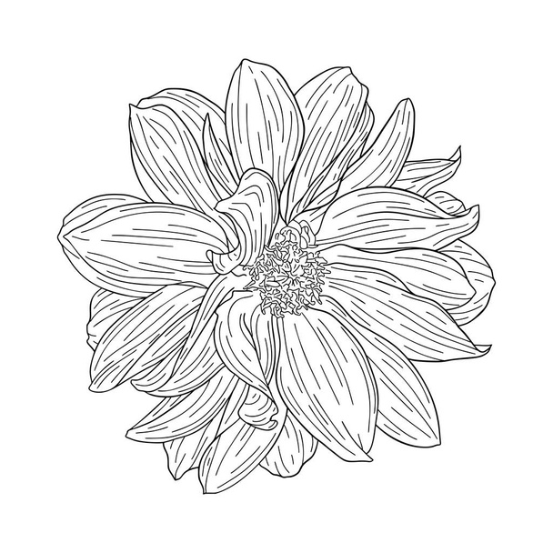 Dahlia ink sketch. Isolated on white. Fashion floral print for a business card, banner, poster, wrapping, fabric, notebook, invitation - Vetor, Imagem