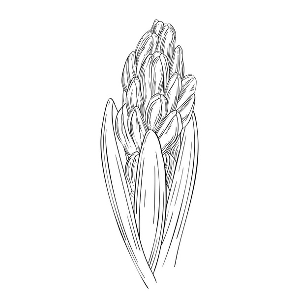 Hyacinth ink sketch. Plant in blossom - Vektör, Görsel