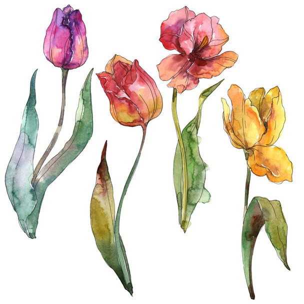 Tulpen bloemen botanische bloemen. Aquarel achtergrond set. Geïsoleerde tulpen illustratie element. - Foto, afbeelding