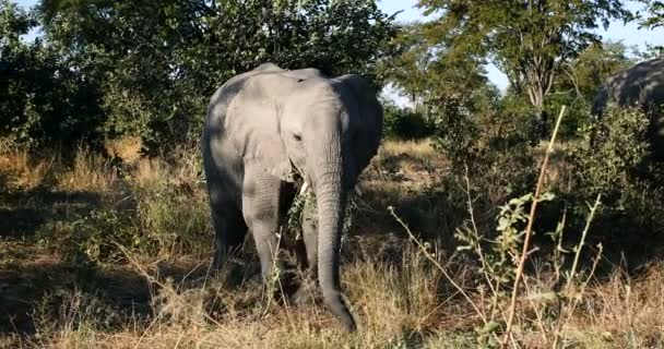 Wilde Afrikaanse olifant baby in Botswana, Afrika - Video