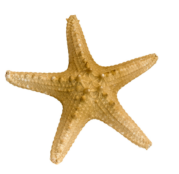 starfish - Foto, Imagen