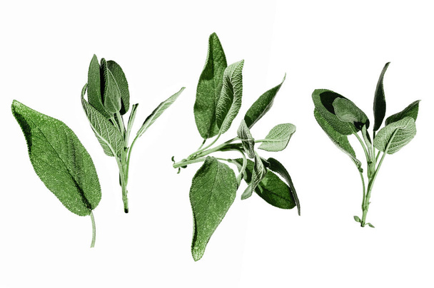Salvia officinalis fresh green plant isolated on white background. Different branches collection. Organic leaves from garden. Italian and mediterranean typical spices for cooking. Set for collages - Photo, Image