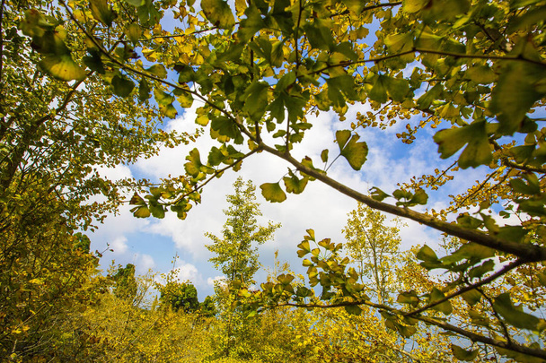 ginko trees branches with yellow foliage in blue cloudy sky - Fotoğraf, Görsel