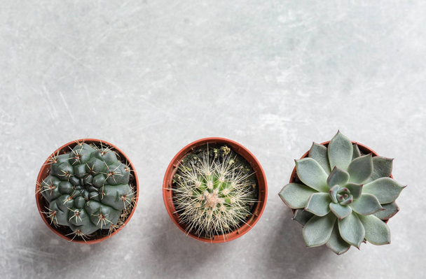 Flat lay composition with different succulent plants in pots on grey table, space for text. Home decor - Foto, immagini