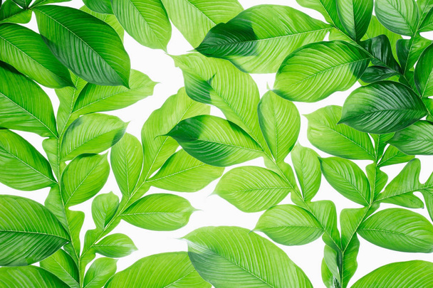 hojas verdes fondo, - Foto, imagen