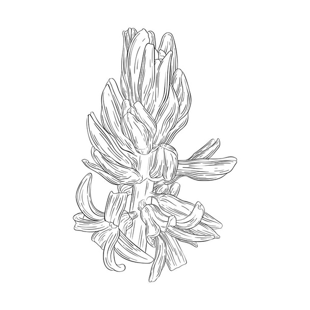 Hyacinth ink sketch. Plant in blossom - Διάνυσμα, εικόνα