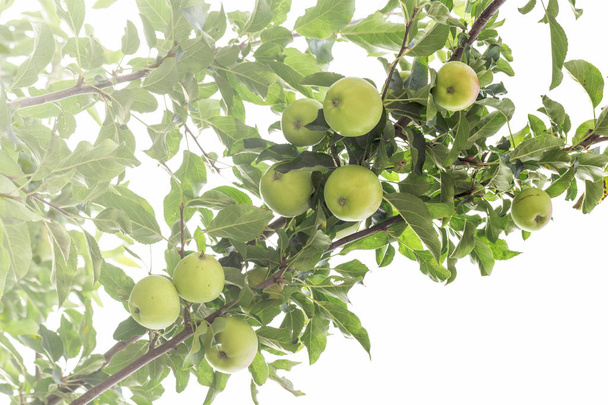 Owoc jabłoni - Zdjęcie, obraz