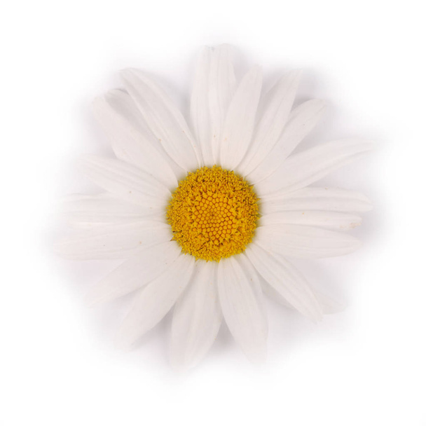 Une fleur de camomille blanche isolée sur fond blanc
. - Photo, image