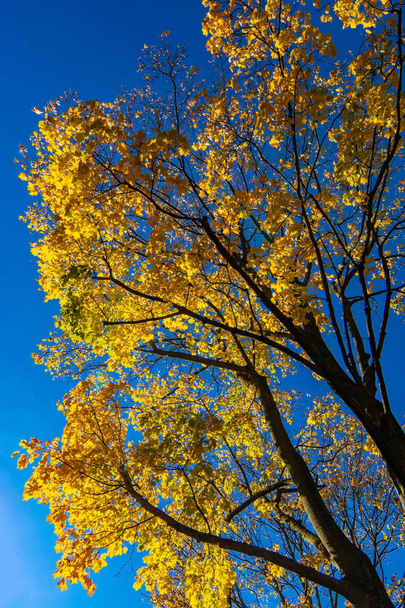 Colourful yellow autumn leaves against a deep blue sky - Fotoğraf, Görsel