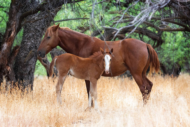 Madre caballo salvaje y potro bebé
 - Foto, Imagen