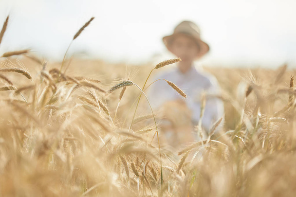 Young caucasian boy on wheat field during daytime - Zdjęcie, obraz
