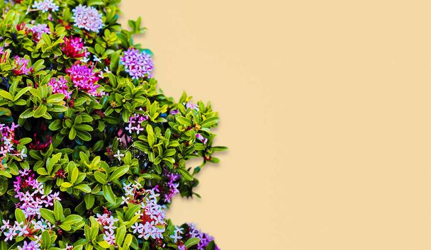 Ixora φυτό ή καρφί λουλούδι στον κήπο - Φωτογραφία, εικόνα