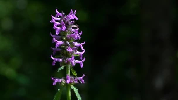 Wild Violet Lavender in field of flowers Wood Betony (Betonica officinalis) - Materiaali, video