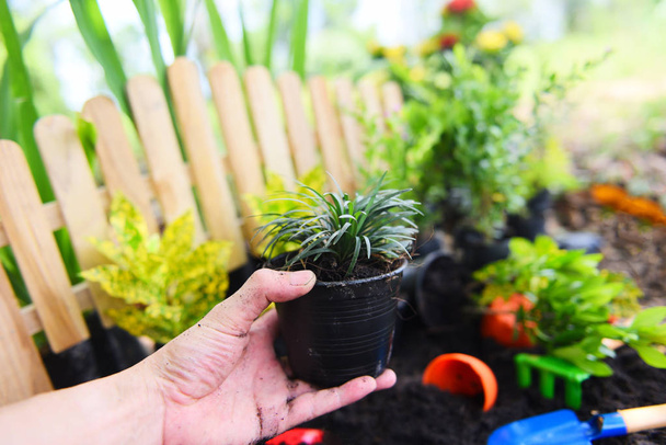 maceta en la mano para plantar en el jardín - planta de cultivo de varita
 - Foto, Imagen